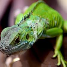 Iguanas will only come to your garden if they can get something to eat or a nice place to burrow. Spate Of Firecracker Attacks On Taiwan S Invasive Iguanas Sparks Alarm Taiwan The Guardian