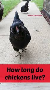 How Long Do Chickens Live Without Predators Or Disease How Long Can You Expect A Hen To Live Chicken Livers Raising Backyard Chickens Pet Chickens