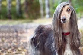 However, if you're up for yorkshire terriers are an adorable breed that has a history dating back all the way to the 19th century. 11 Long Haired Dog Breeds That Will Make You Fall In Love With Their Fur