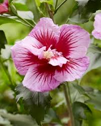 Image result for Hibiscus torrei