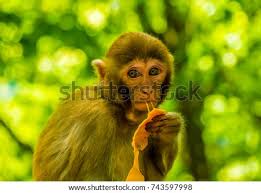 1000 x 838 jpeg 95 кб. Monkey Eats Mango Stock Photos Stock Images And Vectors Stockfresh