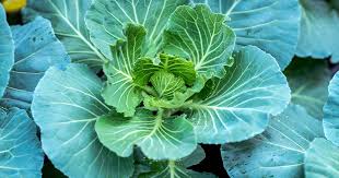 A staple of southern cooking, collard greens (brassica oleracea) are a nutritious leafy vegetable great for sautéing or mixing into a broth. 7 Of The Best Collard Green Cultivars Gardener S Path
