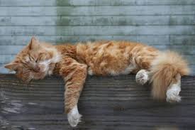 This video was taken a couple years ago, using the video camera on. 7 Massive Benefits Of Keeping Barn Cats In Your Homestead