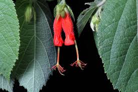 Image result for Helicteres