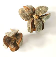 Image result for Widdringtonia nodiflora