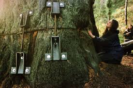 Is julia butterfly hill married or single, and who is she dating now? Environmental Activist Julia Butterfly Hill Climbs Back Onto Public Stage