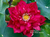New Flame Lotus – One of Deepest Red Lotus! All ship in spring ...