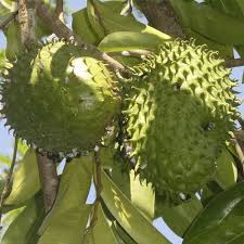 Graviola Nome Popular Gravioleira Jaca De Pobre A Graviola E Uma Fruta Tropical De Origem Americana Os Frutos Tem Frutas Frutas Tropicais Frutas Brasileiras