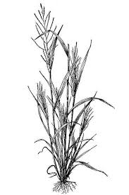 Image result for Leptochloa coerulescens