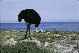 Las atracciones más populares en table mountain national park. Ostrich Table Mountain National Park Near Cape Town South Africa Photo