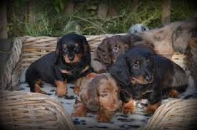 Chiots Teckel Nain Merle Choco Dieren Teckels Teckel