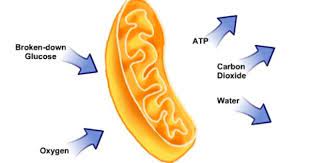 Diagram Representing Cellular Respiration In Mitochondria The Transformation Of Glucose And Oxygen Int Cellular Respiration Mitochondria Diagram Body Systems