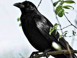 Raben und krähen bilden zusammen die gattung corvus in der familie der rabenvögel (corvidae). Aus Der Vogelwelt Krahen 2 Aaskrahe Stadtverband Leipzig Der Kleingartner E V