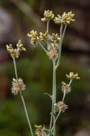 Image result for Pseudognaphalium luteo-album