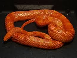 Fire Cornsnake - Ians Vivarium