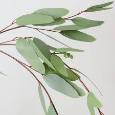Image result for Eucalyptus