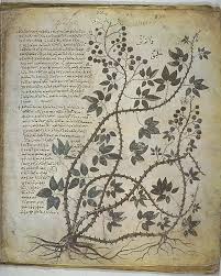 Looking for spanish learning books? Materia Medica Wikipedia