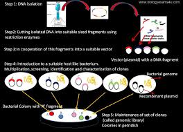 Genomic Library Definition And Steps In The Construction Of Genomic Lib School Help Multiplication Biology