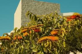 Image result for Combretum acutifolium