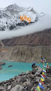 Image result for Manostachya