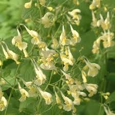 Image result for Dierama longistylum