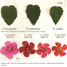 Image result for Pavonia