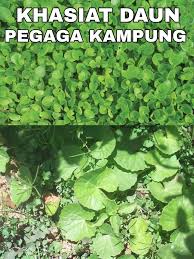 Have you ever seen pegaga leaves. Petua Ibu Siapa Suka Ulam Pegaga Ini Khasiatnya Facebook