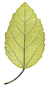 Image result for Ficus sur