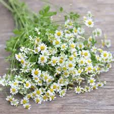 Image result for Feverfew