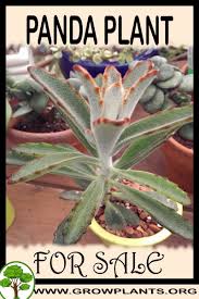 Panda Plant For Sale Plant Sale Plants Easy Plants To Grow
