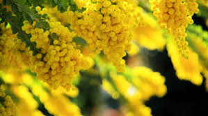 L'8 marzo è alle porte e per celebrare la festa della donna abbiamo pensato ad un menù completo con gustose ricette che ricordano il tema principale di questa ricorrenza: Festa Della Donna Gli Eventi Da Non Perdere L 8 Marzo 2021