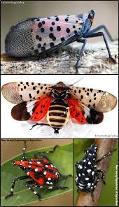 Image result for Scleria delicatula