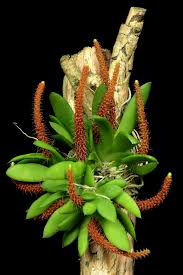 Image result for Oberonia