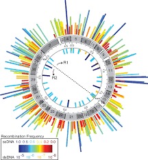 Frequency Map Of Oligo Mediated Tag Taa Codon Replacements