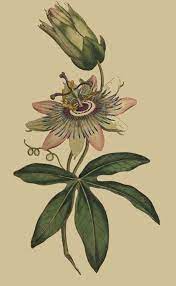 Passion Flower Leaf Bing Images Earth Passionsblume Illustration Blumen