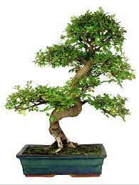 It is not overly fussy about positioning but prefers a position with good natural daylight but out of direct. How To Grow Your Own Chinese Elm Bonsai Grow A Bonsai Tree