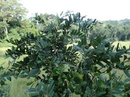 Image result for Tessmannia anomala