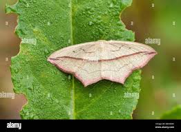 Image result for Timandra comae