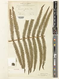 Image result for Pseudocyclosorus