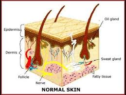 Image result for Sebaceous Gland