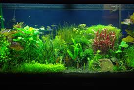 33 Attractive Aquarium Background Technosamrat Aquarium Backgrounds Aquarium Live Wallpaper Aquarium Fish