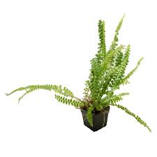 Image result for Nephrolepis acutifolia