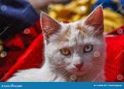 Cat with Eyes of Different Color, Cusco, Peru Stock Photo - Image ...