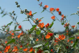 Image result for Salvia stenophylla