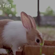 All you need to do is make a standard batch, then use fruit and whipped cream to turn your typical pancakes into a cute (and kinda funny) bunny butt. 350 Bunny Names For Your Floppy Eared Friend Pethelpful By Fellow Animal Lovers And Experts