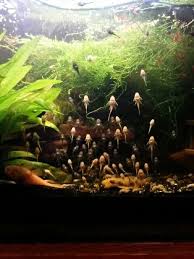 Babies Bristlenose Plecos Aquarium Fish Tropical Fish Planted Aquarium