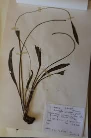 Image result for Aponogeton rehmannii