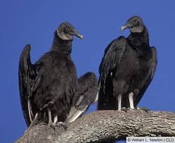Birds Of Southern Illinois We Saw Several Black Headed Vultures In Southern Illinois Yesterday Vulture Black Bird Bird Photo