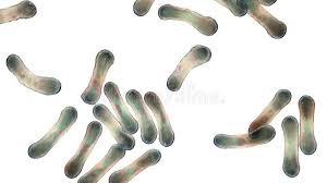 Image result for Corynebacterium