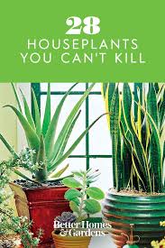 Adding architectural interest to any room, the snake plant is one of the most accommodating houseplants available. Pin On Indoor Plants We Love
